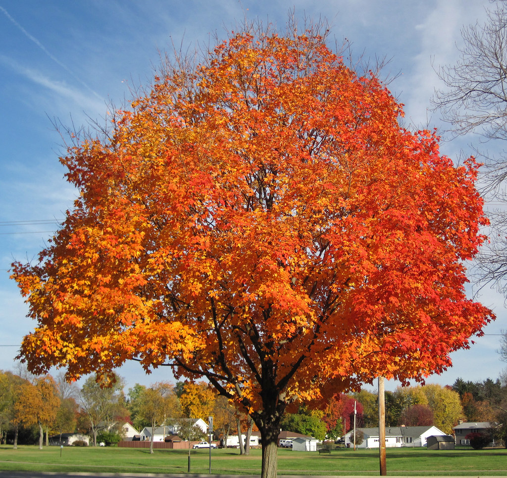 Tree Lottery Application